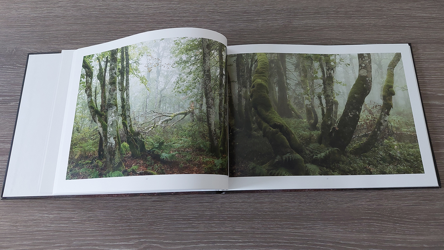 Forêts anciennes, forêts enchantées – Image 2