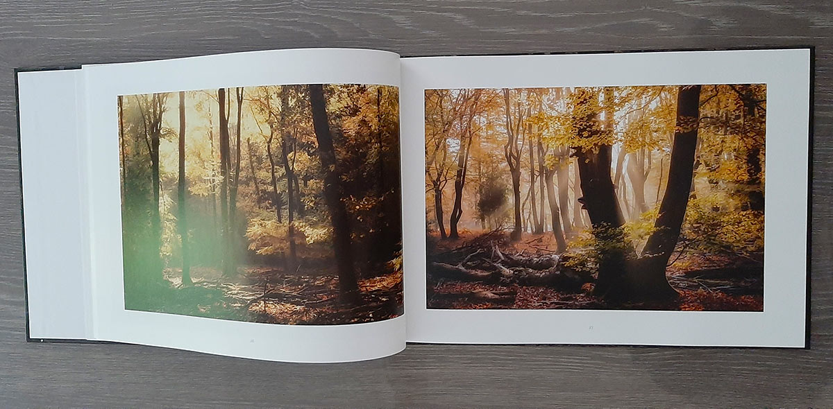 Forêts anciennes, forêts enchantées – Image 3